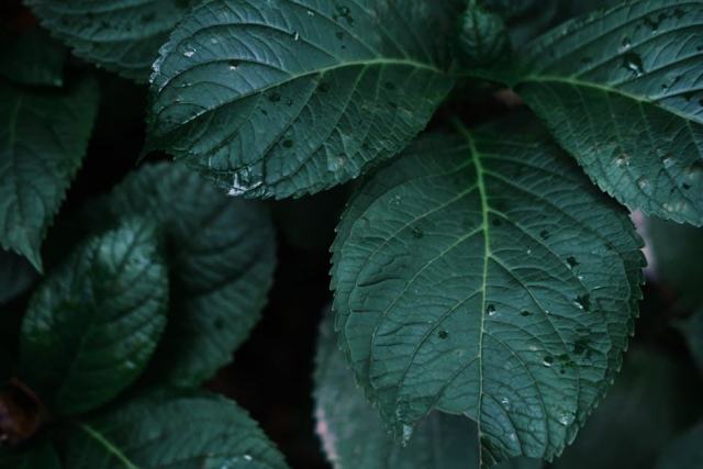 Récupération d'eau de pluie : économiser l'eau et réduire sa facture