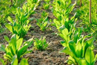 Engrais verts au potager : semer pour nourrir le sol