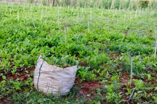 Semences paysannes : récolter et conserver ses graines