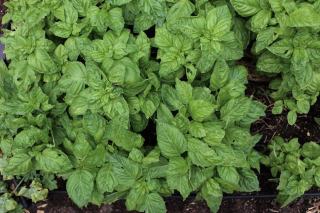 Herbes aromatiques au jardin : basilic, thym et romarin