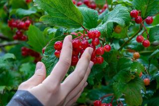 Plantes sauvages comestibles : identifier et cueillir bio