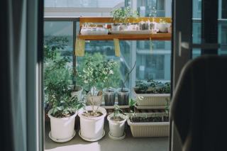 Potager sur balcon et terrasse : jardiner en ville en bacs
