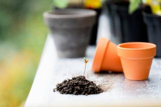 Bienvenue sur Envie de Vert : jardinage bio et nature au quotidien Bienvenue sur Envie de Vert : jardinage bio et nature au quotidien