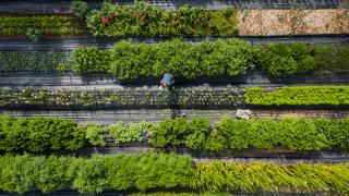 Bienvenue sur Envie de Vert : jardinage bio et nature au quotidien