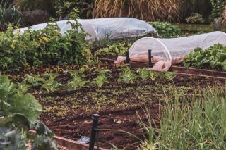 Permaculture au jardin : principes et design pas à pas
