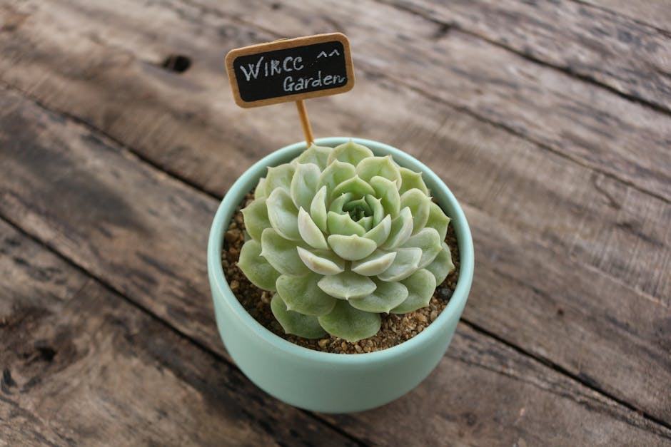 Plantes d'intérieur : choisir et entretenir ses plantes vertes