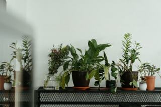 Plantes d'intérieur : choisir et entretenir ses plantes vertes