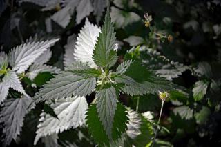 Orties fraîches, matière première du purin Feuilles d'ortie fraîches récoltées avant la floraison