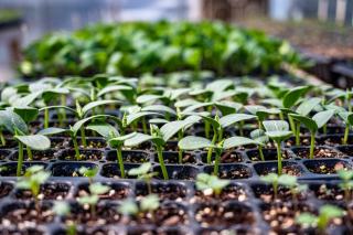Calendrier des semis : quand semer légumes et herbes au potager