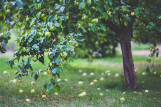 Arbres fruitiers : taille et entretien bio au jardin