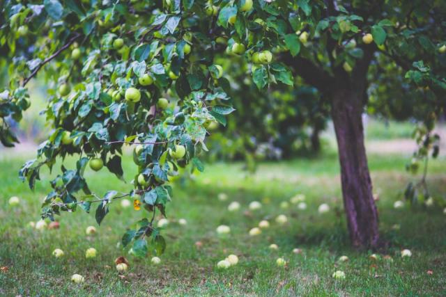 Arbres fruitiers : choisir, planter et entretenir un verger bio productif Arbres fruitiers : choisir, planter et entretenir un verger bio productif
