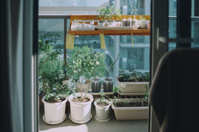 Potager sur balcon et terrasse : cultiver ses légumes en ville Potager sur balcon et terrasse : cultiver ses légumes en ville