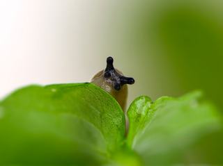 Ce qui arrête vraiment les limaces au potager