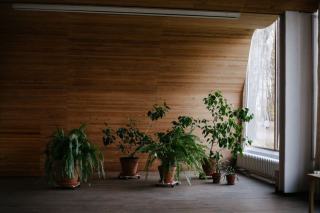 Lumière : votre œil s'adapte, la plante non