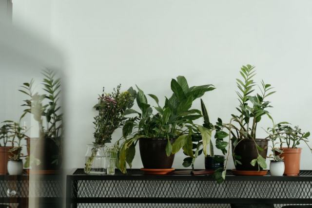 Plantes d'intérieur faciles : bien les choisir, les placer et les entretenir Plantes d'intérieur faciles : bien les choisir, les placer et les entretenir