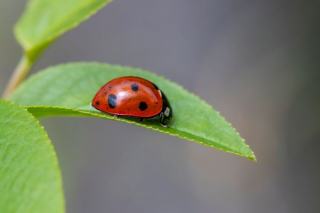Colonie de pucerons verts sur une jeune tige au potager