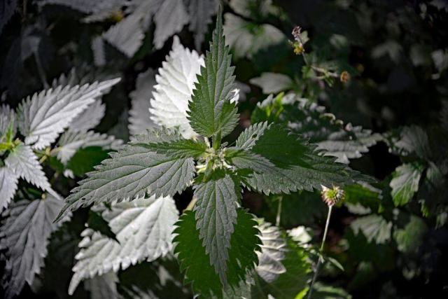 Feuilles d'ortie fraîches récoltées avant la floraison