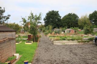 Rotation des cultures au potager sur trois ans