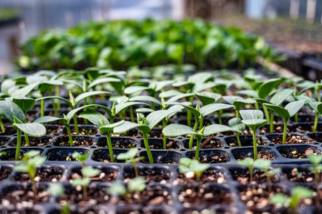 Calendrier des semis au potager : quoi semer, où et à quel moment Calendrier des semis au potager : quoi semer, où et à quel moment